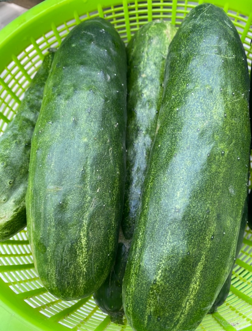 筑前名物　矢山きゅうり