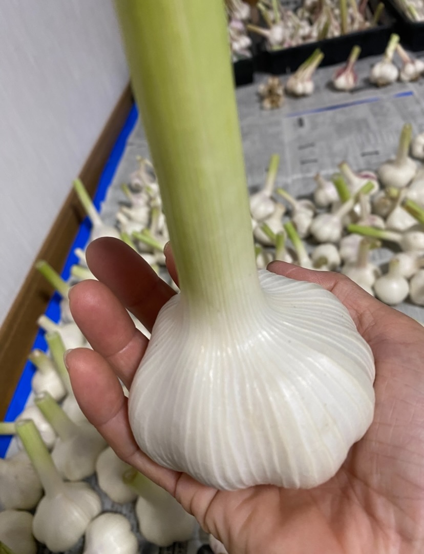 ニンニク