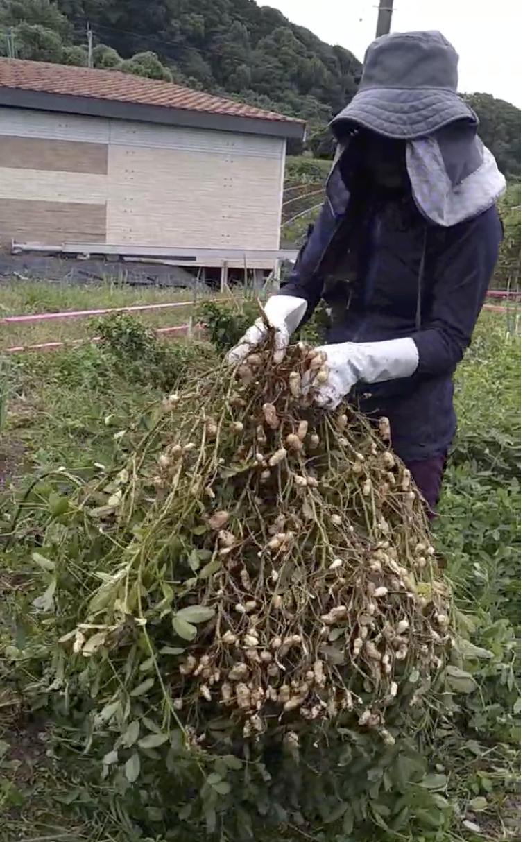 落花生